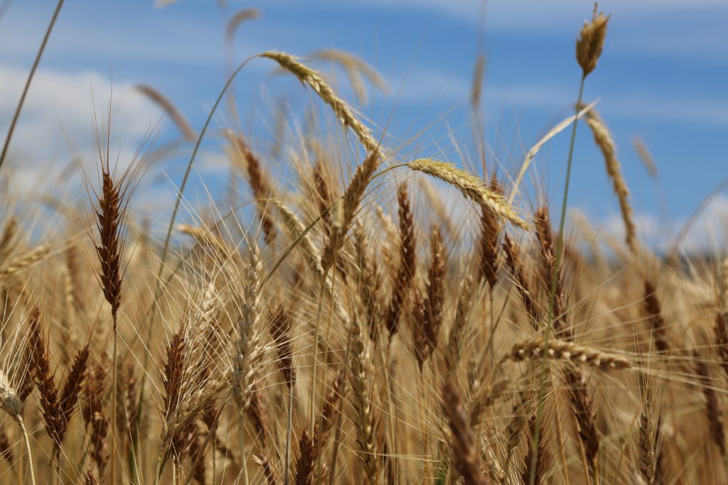 Ernährung bei Allergien