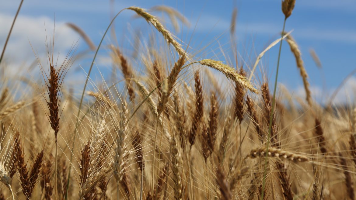 Ernährung bei Allergien