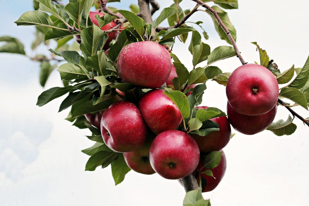 Obst ist gesund - trotz Fructose